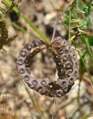 Hippocrepis multisiliquosa