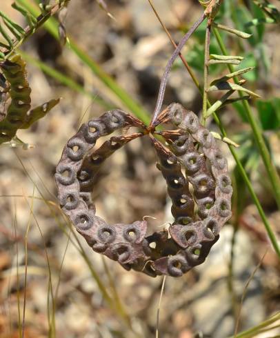 Fotografia de capa Hippocrepis multisiliquosa - do Jardim Botânico