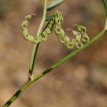 Fotografia 3 da espécie Hippocrepis multisiliquosa do Jardim Botânico UTAD