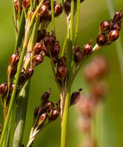 Fotografia da espécie Juncus compressus