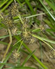 Fotografia da espécie Cyperus difformis