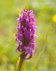 Dactylorhiza incarnata