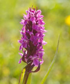 Fotografia da espécie Dactylorhiza incarnata