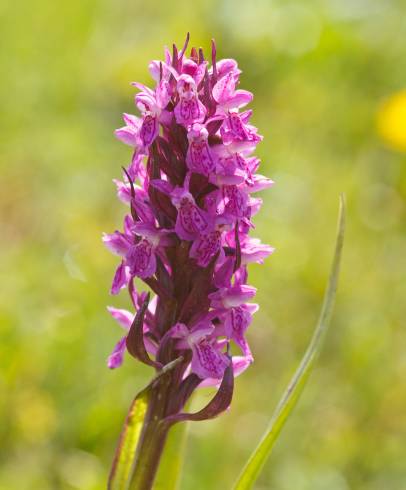 Fotografia de capa Dactylorhiza incarnata - do Jardim Botânico