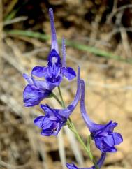 Delphinium gracile