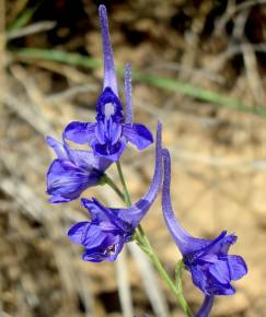 Fotografia da espécie Delphinium gracile