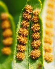 Fotografia da espécie Polypodium vulgare