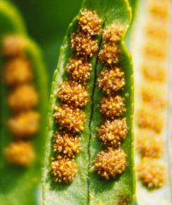 Fotografia da espécie Polypodium vulgare