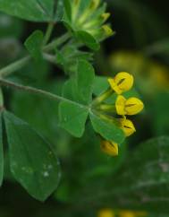 Lotus ornithopodioides