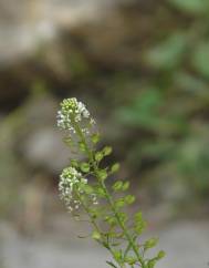 Lepidium sativum