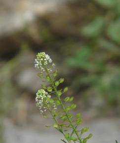 Fotografia da espécie Lepidium sativum