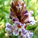 Fotografia 1 da espécie Orobanche crenata do Jardim Botânico UTAD