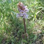 Fotografia 4 da espécie Orobanche crenata do Jardim Botânico UTAD