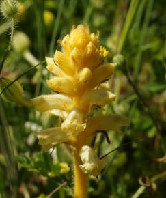 Fotografia da espécie Orobanche crenata