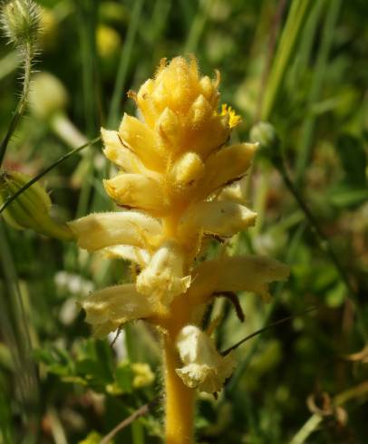 Fotografia de capa Orobanche crenata - do Jardim Botânico