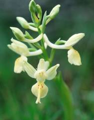 Orchis provincialis