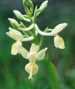 Fotografia da espécie Orchis provincialis