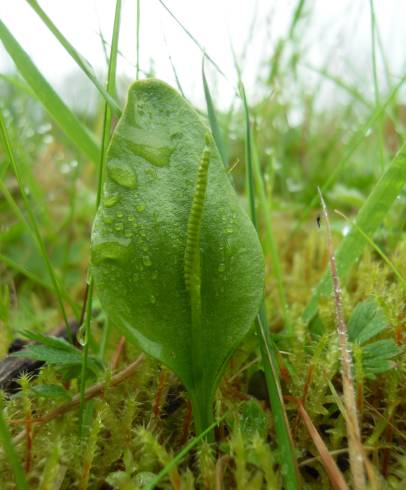 Fotografia de capa Ophioglossum vulgatum - do Jardim Botânico