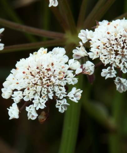 Fotografia de capa Oenanthe lachenalii - do Jardim Botânico