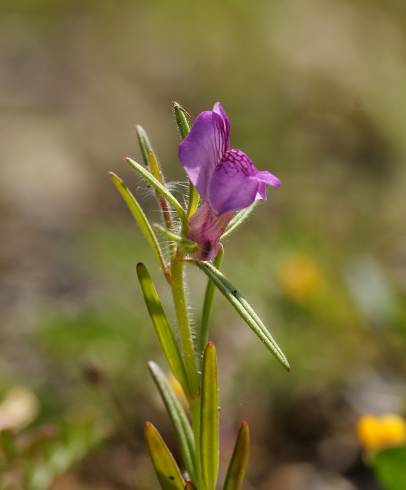 Fotografia de capa Misopates orontium - do Jardim Botânico