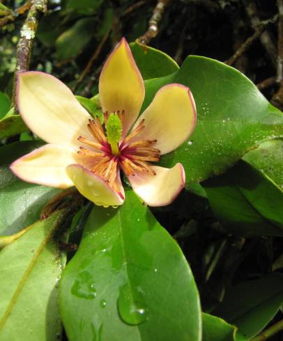 Fotografia de capa Michelia figo - do Jardim Botânico