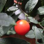 Fotografia 6 da espécie Solanum pseudocapsicum do Jardim Botânico UTAD