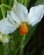 Fotografia da espécie Solanum pseudocapsicum