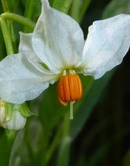 Solanum pseudocapsicum