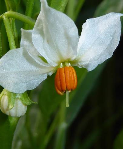 Fotografia de capa Solanum pseudocapsicum - do Jardim Botânico