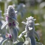 Fotografia 8 da espécie Stachys byzantina do Jardim Botânico UTAD