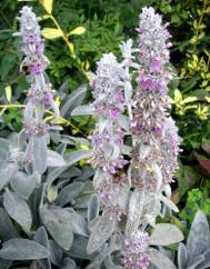 Stachys byzantina