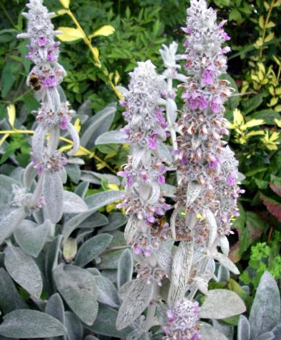 Fotografia de capa Stachys byzantina - do Jardim Botânico