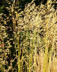 Fotografia da espécie Stipa gigantea