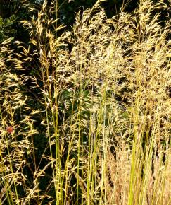 Fotografia da espécie Stipa gigantea