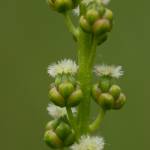 Fotografia 5 da espécie Triglochin maritima do Jardim Botânico UTAD