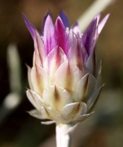 Fotografia da espécie Xeranthemum inapertum