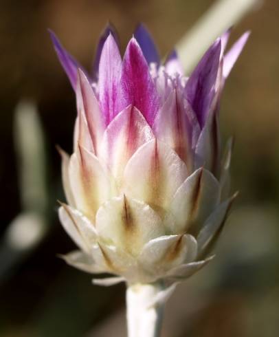 Fotografia de capa Xeranthemum inapertum - do Jardim Botânico