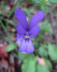 Fotografia da espécie Viola bubanii