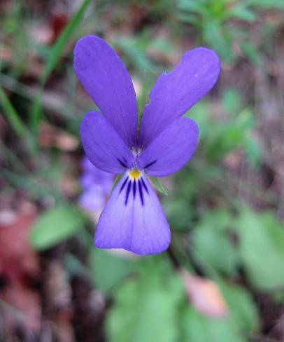 Fotografia de capa Viola bubanii - do Jardim Botânico