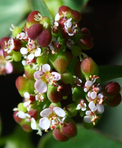 Fotografia de capa Chamaesyce nutans - do Jardim Botânico