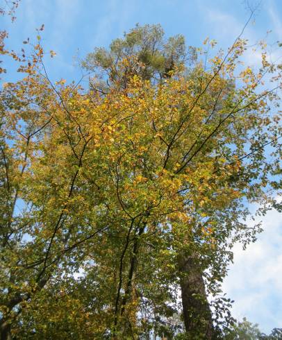 Fotografia de capa Carpinus betulus - do Jardim Botânico