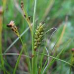 Fotografia 6 da espécie Carex distans do Jardim Botânico UTAD