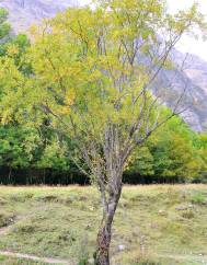 Salix triandra