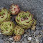 Fotografia 6 da espécie Sempervivum tectorum do Jardim Botânico UTAD