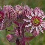 Fotografia 8 da espécie Sempervivum tectorum do Jardim Botânico UTAD