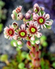 Fotografia da espécie Sempervivum tectorum