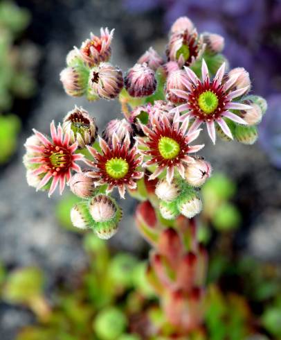 Fotografia de capa Sempervivum tectorum - do Jardim Botânico