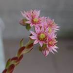 Fotografia 16 da espécie Sempervivum tectorum do Jardim Botânico UTAD