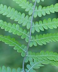 Fotografia da espécie Thelypteris palustris