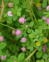 Trifolium resupinatum